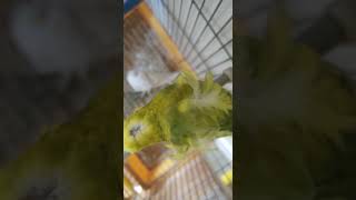 Smart and lovely little budgies #part-1