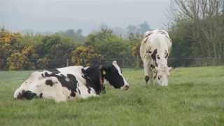 Milkade from Glanbia Agribusiness - Gain Programme