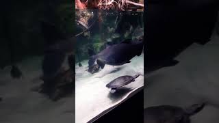 🐢 2v2 🐟#subscribe #viral #youtube #youtubeshorts #md #nationalaquarium