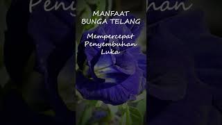 manfaat bunga telang #viral #diet #short #shorts #health