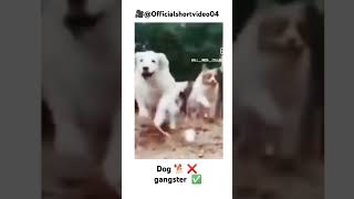 Dog 🐕❌ gangster ✅ 🙀🙀🙀 | animals funny moments | animals | #shorts #shortsfeed #trending