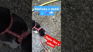 Mafinka v daždi #cat #shorts