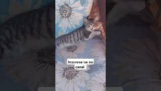 #viralvideo #cat #gatos #pets #edits #bomdia #boasemana #selfimprovement #animais #fe