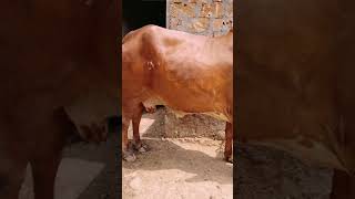 Gir cow Gujarat
9638977329