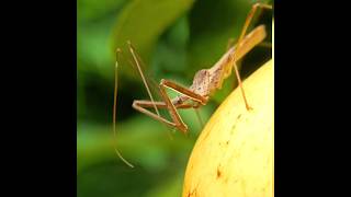 Assassin Bug (endochus genus) cleaning itself #assassin #bug