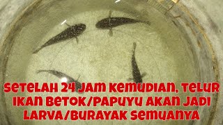 SETELAH PEMIJAHAN 10 JAM KEMUDIAN TERKURAS HABIS, SEMUA TELURNYA KELUAR!!!