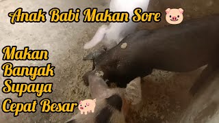 Anak Babi Makan Sore| Makan Yang Banyak Supaya Cepat Besar