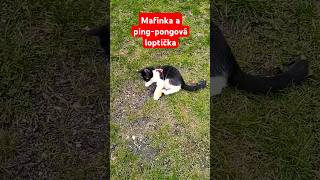 Mafinka a ping-pongová loptička #cat #shorts