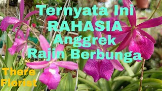 Ternyata Ini Rahasia Anggrek Rajin Berbunga/ Is This The Secret Of Diligently Flowering Orchids