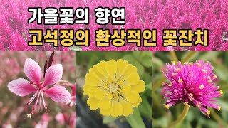 가을꽃의 향연 - 고석정의 환상적인 꽃잔치