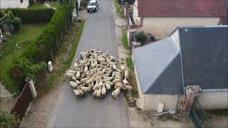 Young sheepdog Jan taking the sheep out