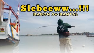 Slebew !!! Mancing Baronang BABON Se-BANTAL