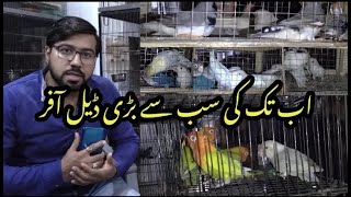 Pale Fellows Par Ab Tak Ki Sab Se Bari Deal Offer | Pets 4 Everyone | #ringneck #birds