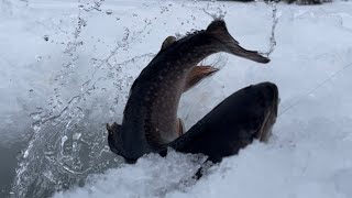 Plenty of ice, plenty of trout