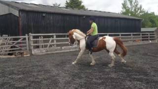 Canter Transition   back to basics