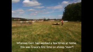 Jimlets' first time on sheep