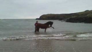 Horse playing in the sea. Casper's first trip to the beach