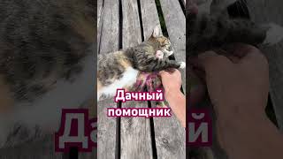 дача# кошки#