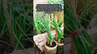 cara mengatasi penyakit bawang merah di pot#berkebun #berkebundirumah #pertanian