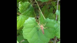 Robber Fly