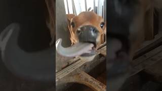 Funny calf #funnyvideo #funny #funnyshorts #fuunycalf #calf #calf #dairyanimal #farming #dairycalves