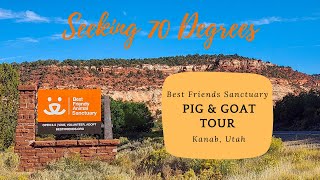 A Day in the Life of Rescued Pigs and Goats: Best Friends Pig & Goat Tour