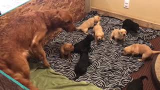 10 Hungry Puppies! -  Golden Labrador Retriever Pups