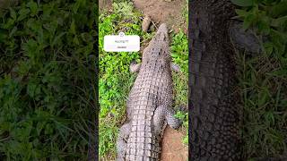 #shorts #buaya #pleasesubscribe #cow #crocodile #kutukanmantan