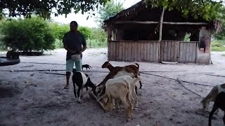 FUI SOLTAR AS CABRA E OVELHAS S E ALIMENTANDO AS GALINHAS