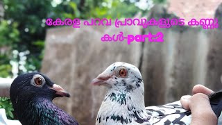 കേരള പറവ പ്രാവുകളുടെ കണ്ണുകൾ- part:2
kerala  pigeons eye