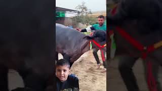 Bahut Sandar #viralvideo #zoo #million #subscribe #love #motivational #trending #shorts