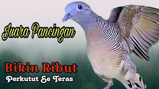 PANCINGAN PERKUTUT // JUARA PANCINGAN PERKUTUT PALING MANJUR BIKIN RIBUT PERKUTUT SATU TERAS !!