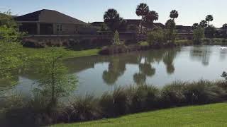 Egret eating a big fish. The Villages, Florida