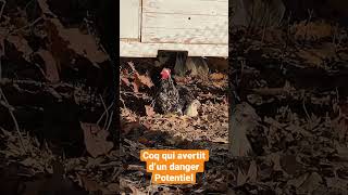 Coq qui avertit d’un danger potentiel #poule #coqpekin