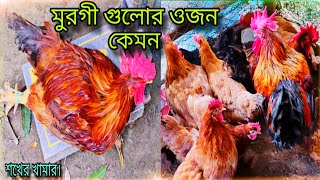 টাইগার মুরগী গুলোর ওজন কেমন? | মুরগির ওজন নিয়ে কঠিন তিতা সত্য কথা | যেগুলো কেউ কখনো বলে না।