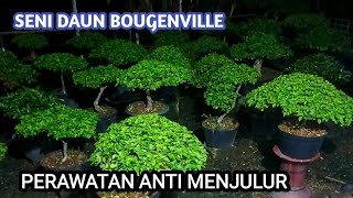 Perawatan bougenville bentuk tetap cantik meskipun tidak berbunga