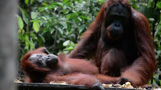 Bornean orangutans are highly sexually dimorphic  PART 3