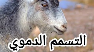 التسمم الدموي في الأغنام والماعز.. السبب.. الأعراض.. العلاج.. التحصينات..