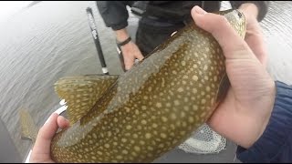 Surprise Lake Trout During Bass Tournament