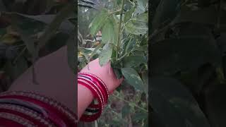 To aisi hoti hai Tur ( arhar) daal ki fasal 🥰 #ytshorts #kitchengarden #daal #cropharvest #arhardaal