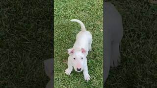 My Luh Baby So Beautiful 😍 🙂‍↕️ ❤️ 🖤 #AKC #BullTerrier #ChosenSheepKennels #Cute #Pretty #Love