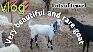 Best Goat Breeds | Traveling Vlog