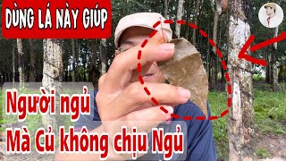 Lấy Lá này dùng giúp Người Ngủ mà Củ không chịu Ngủ. PHAN HẢI Vlog