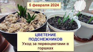 Цветение подснежника в горшке на балконе. Первоцветы в горшках.