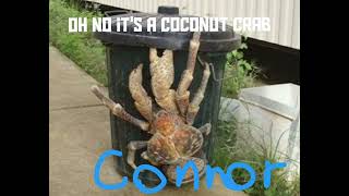 Connor Solomons - oh no it's a coconut crab