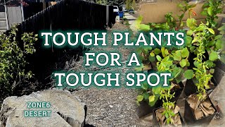 Tough Plants for a DRY SUNNY spot.