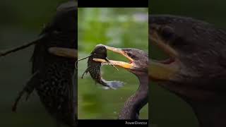 wildlife#photography#wildilifephoto#bird#shorts