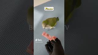 Lovely and Smart Parrot | amazing parrot