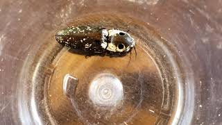 (Alaus Oculatus) The Eastern eyed Click beetle in San Antonio, Texas