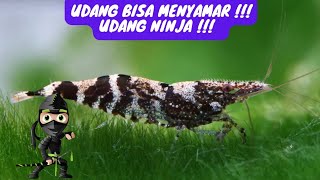 UDANG YANG BISA MENYAMAR!! UDANG NINJA!!! ( Caridina Serratirostris )